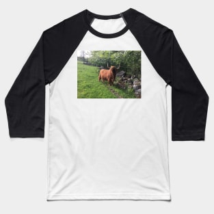 Scottish Highland Cattle Cow 2404 Baseball T-Shirt